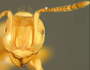 Media type: image;   Entomology 9205 Aspect: head frontal view